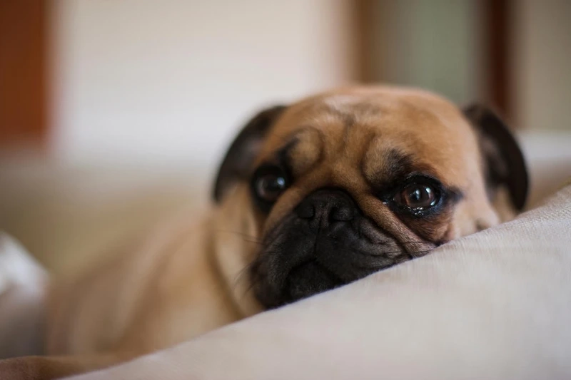 Tiếng cười vang lên từ chó Pug hài hước