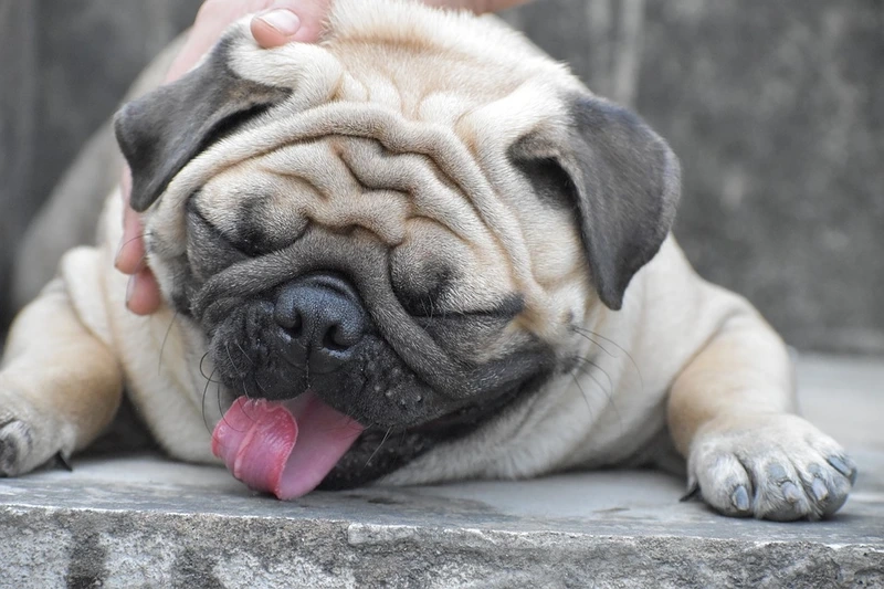 Ánh mắt thu hút từ chó Pug nhìn camera