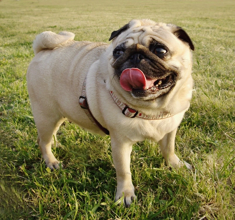 Thần thái đáng yêu của chó Pug tạo dáng