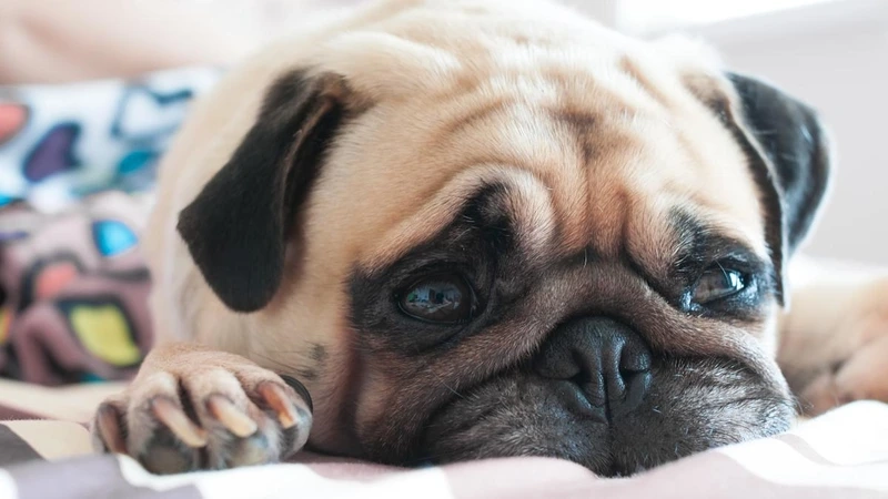Năng lượng vui tươi từ chó Pug chạy nhảy