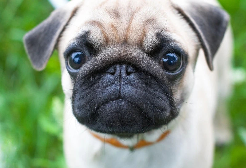 Vẻ nghịch ngợm đáng yêu của chó Pug tinh nghịch