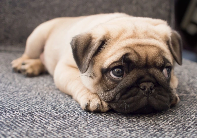 Hình ảnh siêu cưng của chó Pug chụp hình