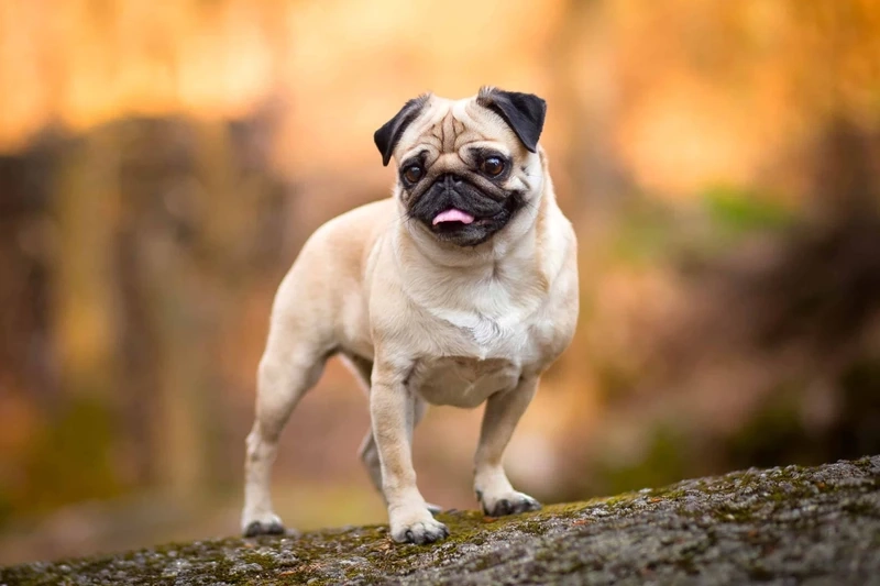 Ngọt ngào lan tỏa từ chó Pug dễ thương