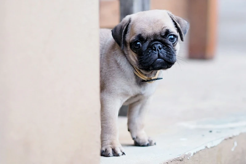 Đáng yêu đến nao lòng của chó Pug đáng yêu xỉu