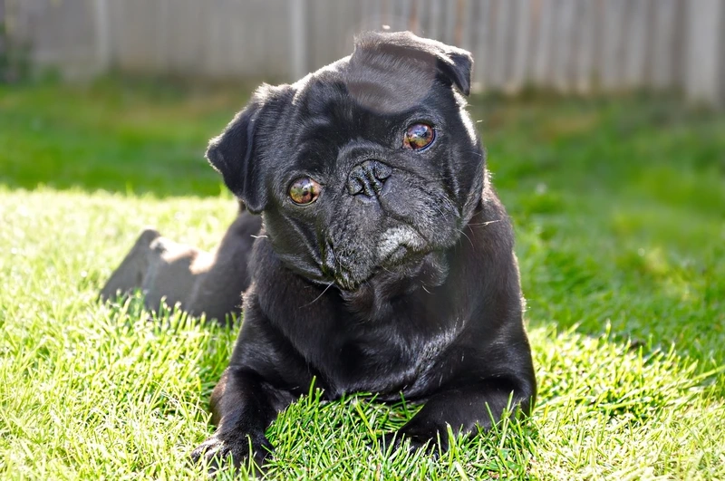 Niềm vui tỏa sáng từ chó Pug vui tươi