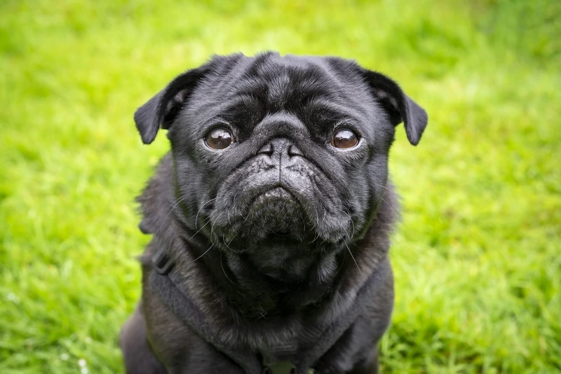 Mập nhưng siêu cưng là chó Pug mập đáng yêu