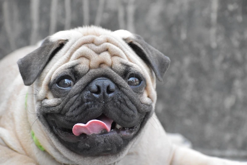 Tung tăng hồn nhiên như chó Pug tung tăng