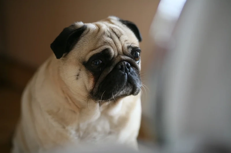 Góc nhìn hoàn hảo trong hình ảnh chó Pug đẹp