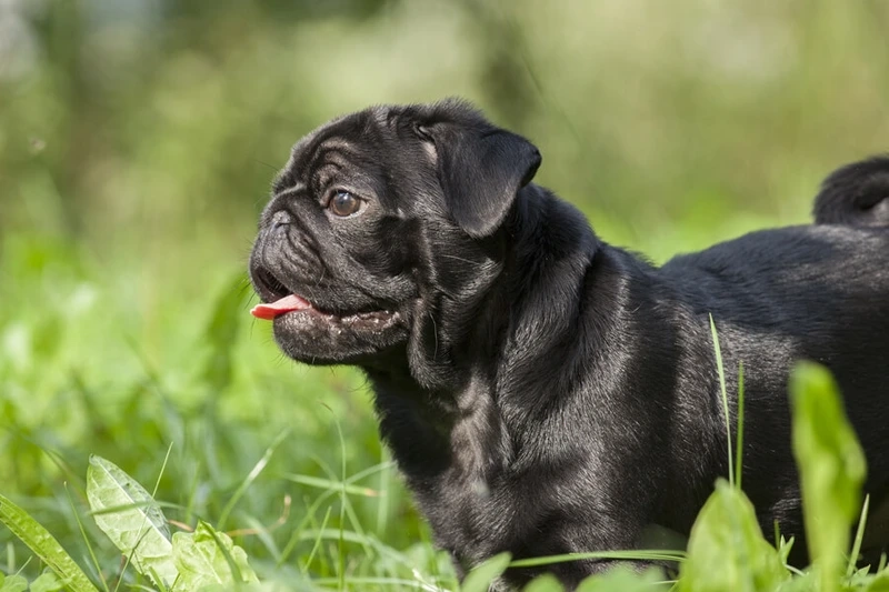 Tiếng cười bật lên với chó Pug hài hước
