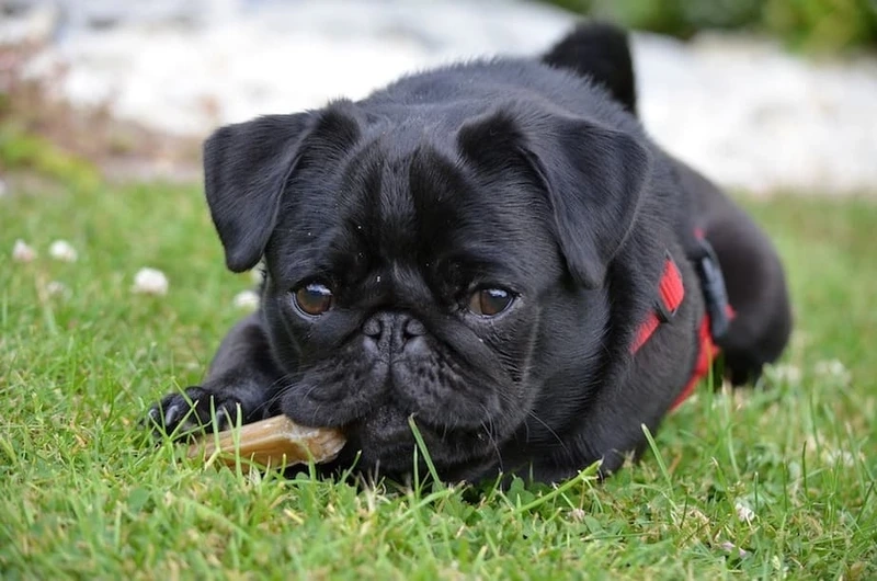 Lưu giữ khoảnh khắc đẹp với khoảnh khắc chó Pug