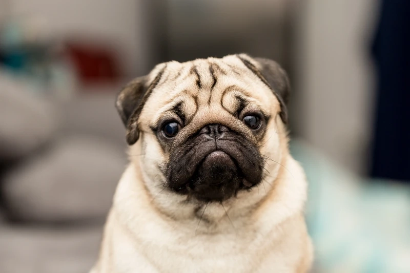 Tạo phong cách đáng yêu cùng avatar chó Pug