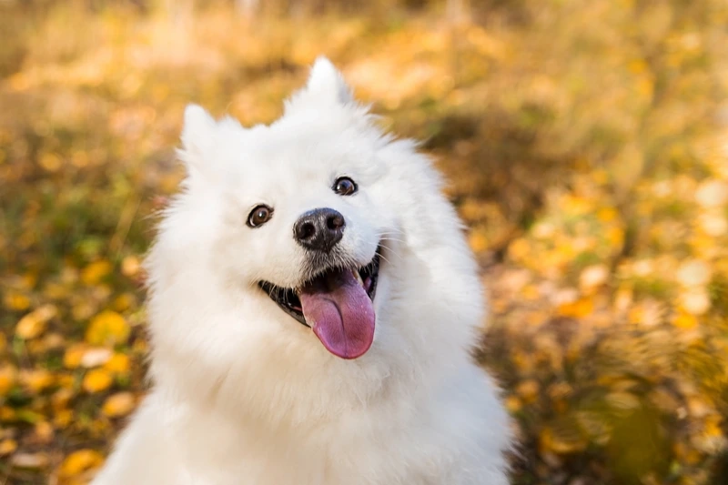 Đặc điểm của chó Samoyed 