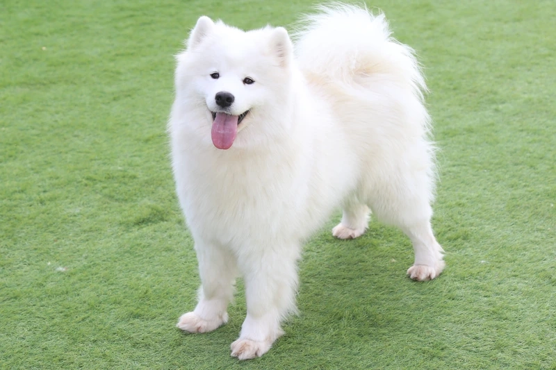 Ngắm vẻ hoàn hảo của hình ảnh chó Samoyed đẹp