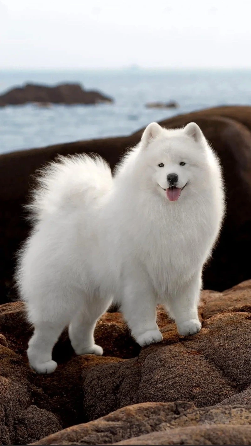 Vẻ tinh khôi của chó Samoyed tuyết trắng