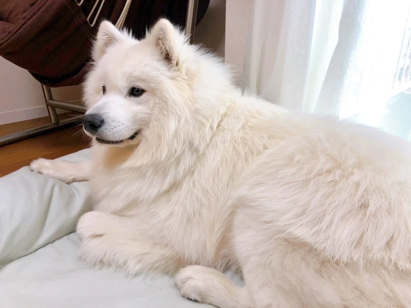 Tan chảy trước nét xinh của chó Samoyed cute dễ thương