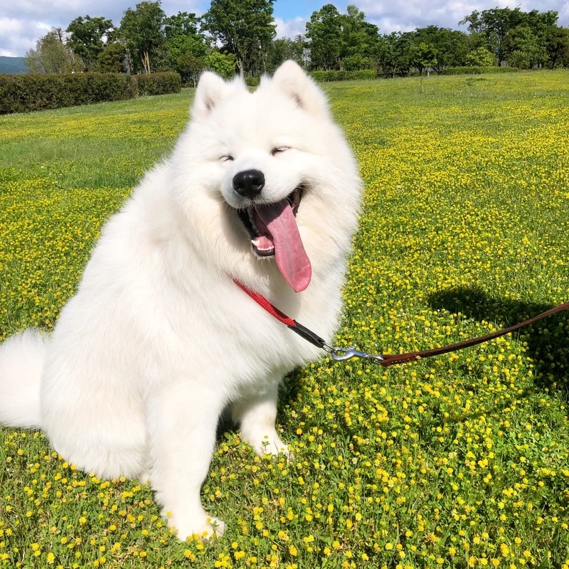 Nụ cười rạng rỡ lan tỏa từ chó Samoyed cười rạng rỡ