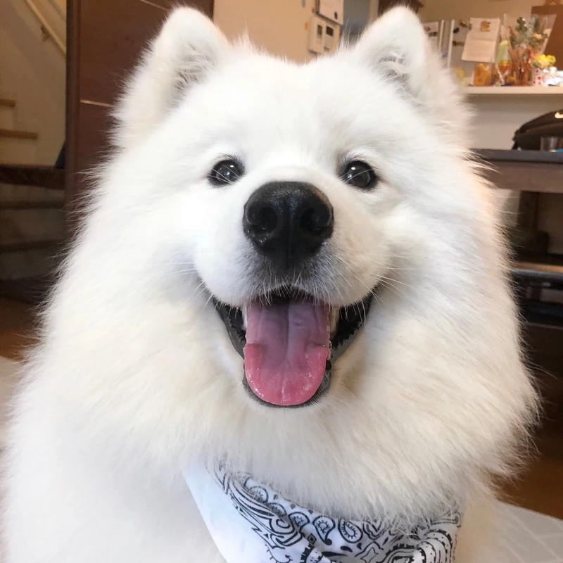 Bé nhỏ siêu đáng yêu là chó Samoyed con trắng muốt