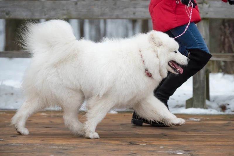 Khổng lồ nhưng vẫn dễ thương của chó Samoyed khổng lồ