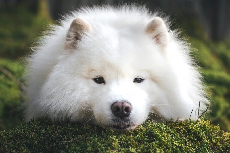 Như thiên thần tuyết với chó Samoyed thiên thần tuyết