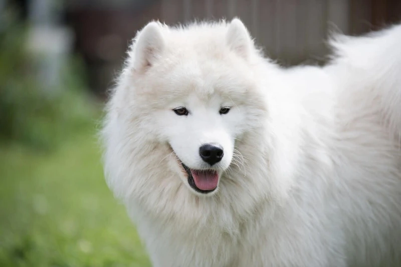 Ảnh đại diện cực xinh của avatar chó Samoyed