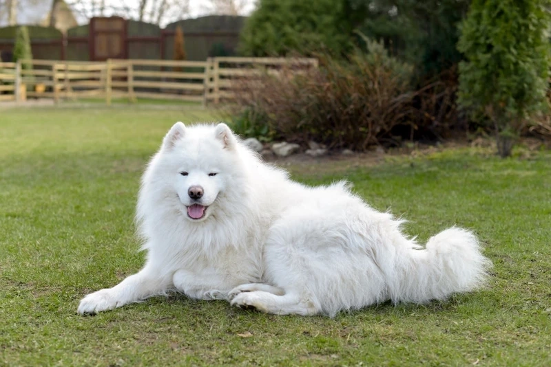 Hình nền trắng tinh từ hình nền chó Samoyed