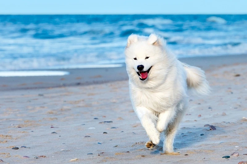 Tràn đầy năng lượng với chó Samoyed chơi đùa năng động