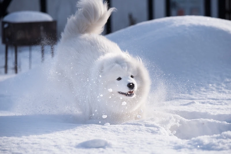 Lanh lợi và thông minh như chó Samoyed thông minh lanh lợi