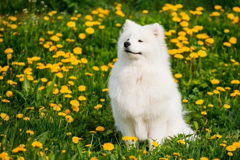Đáng yêu đến xỉu với chó Samoyed đáng yêu xỉu
