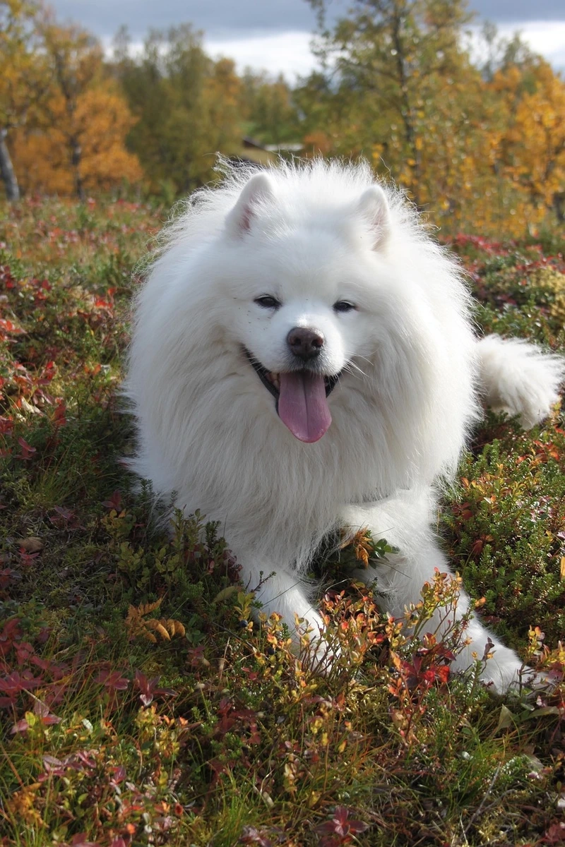Nét xinh tuyệt vời của chó Samoyed xinh đẹp