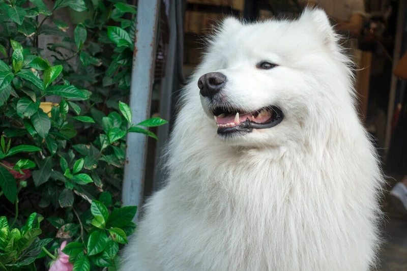 Trung thành tuyệt đối với chó Samoyed trung thành
