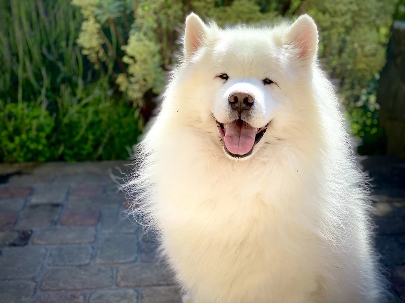 Nghịch ngợm vui nhộn của Chó Samoyed tinh nghịch