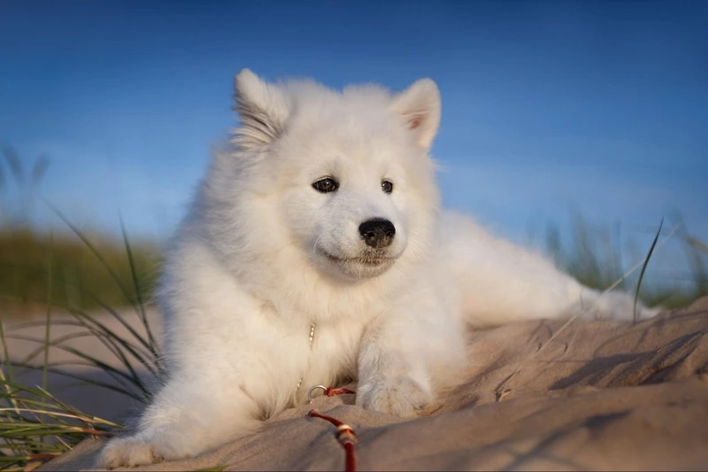 Bộ lông mềm mịn siêu cưng của Chó Samoyed lông mềm mịn