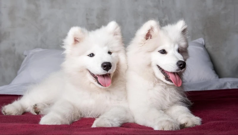 Lưu giữ khoảnh khắc đáng nhớ qua chó Samoyed chụp hình