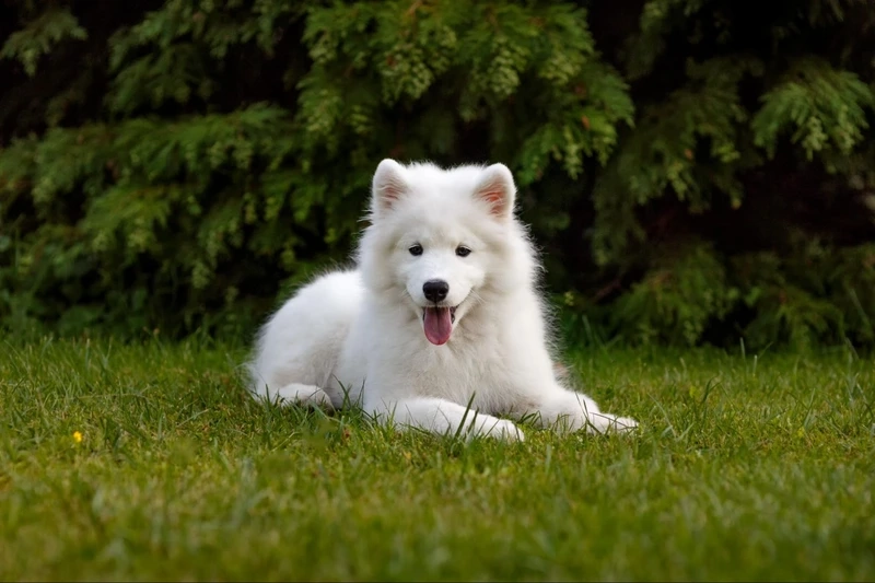 Cute xỉu tan chảy với chó Samoyed cute xỉu