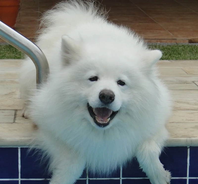 Khoe dáng siêu thần thái của chó Samoyed khoe dáng