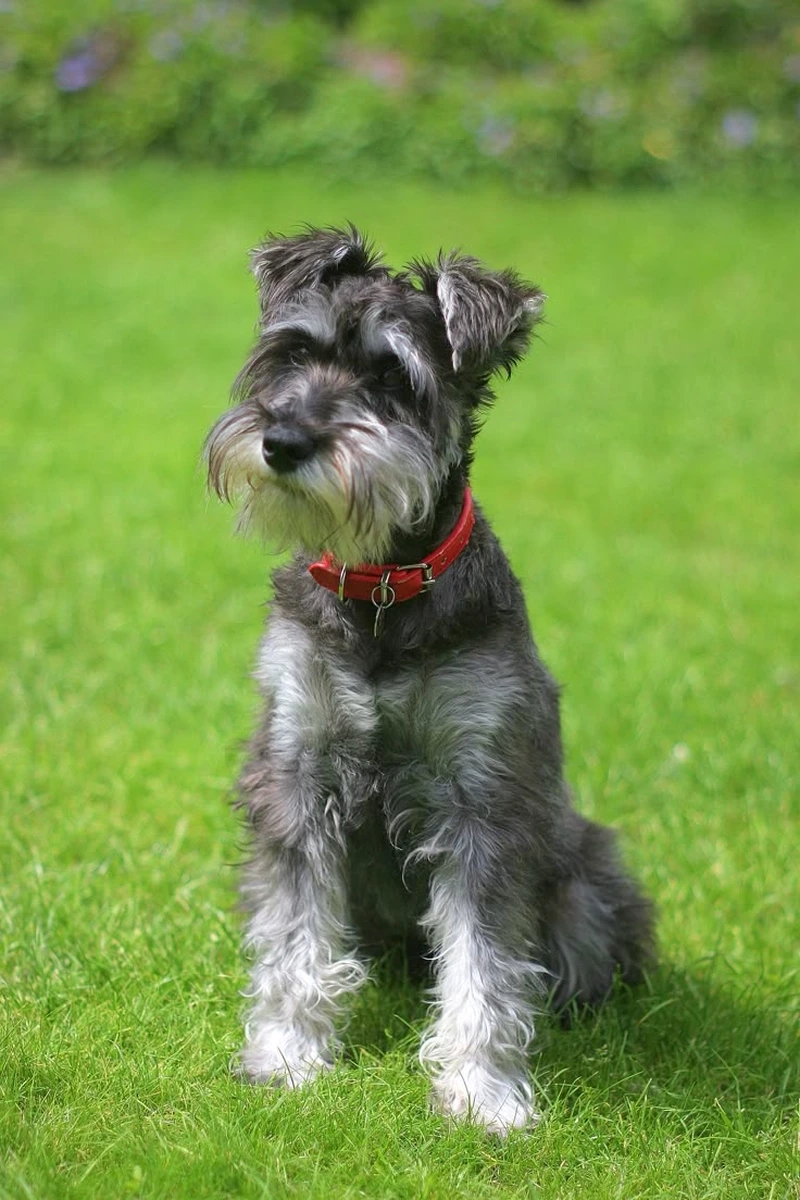 Đặc điểm nổi bật của chó Schnauzer
