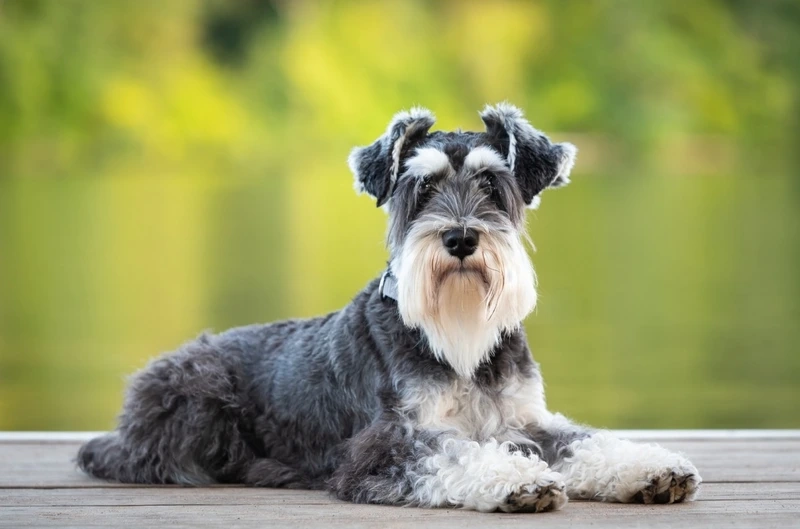 Ngắm vẻ hoàn hảo của hình ảnh chó Schnauzer đẹp