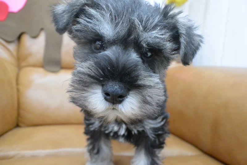 Gương mặt ông già dễ thương của chó Schnauzer ông già