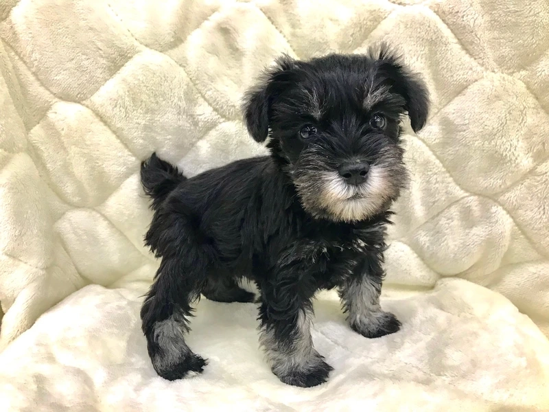Tan chảy trước biểu cảm cute của chó Schnauzer cute