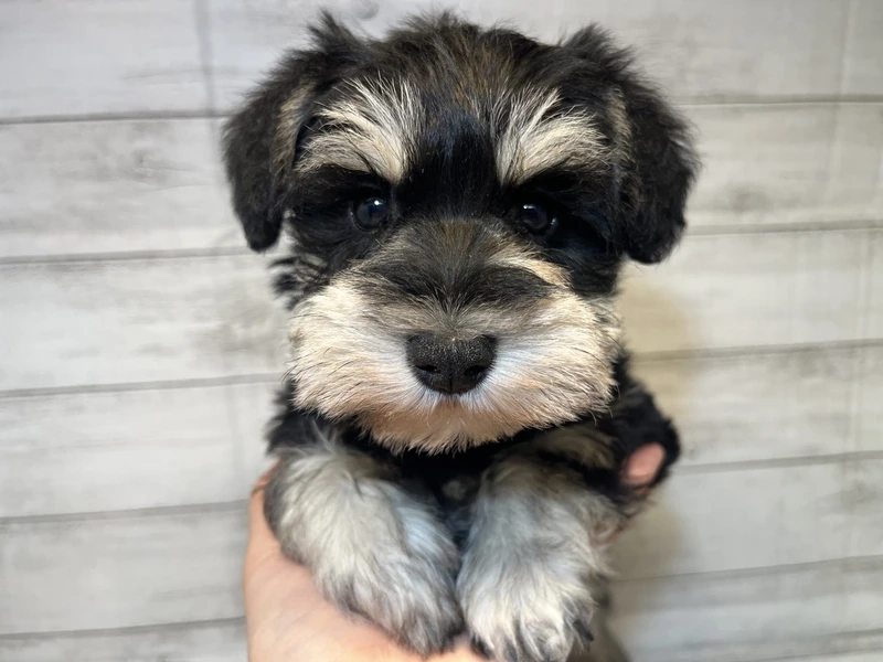 Dễ thương tuyệt vời với chó Schnauzer dễ thương