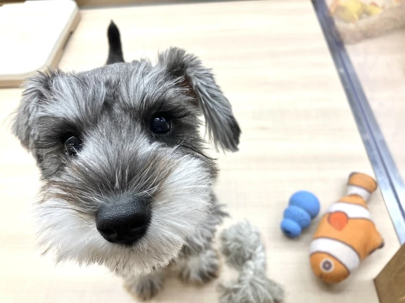 Bé nhỏ đáng yêu là chó Schnauzer con