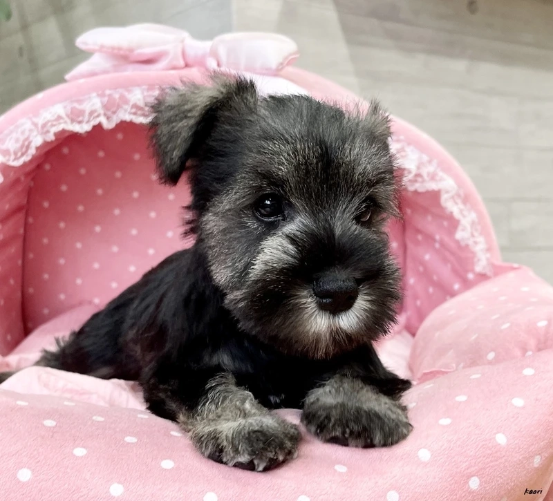 Mini nhưng siêu cưng của chó Schnauzer mini