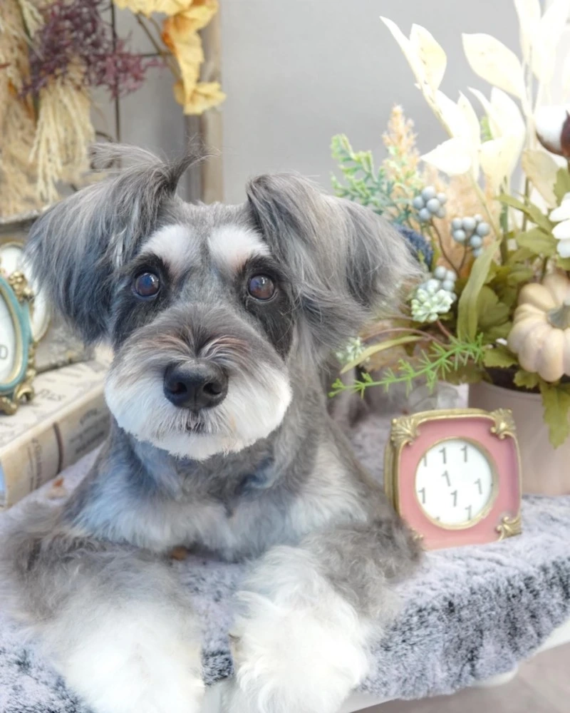 Bộ râu dài nổi bật của chó Schnauzer râu dài