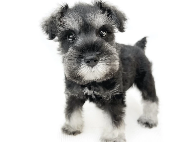 Màu đen huyền bí của chó Schnauzer màu đen