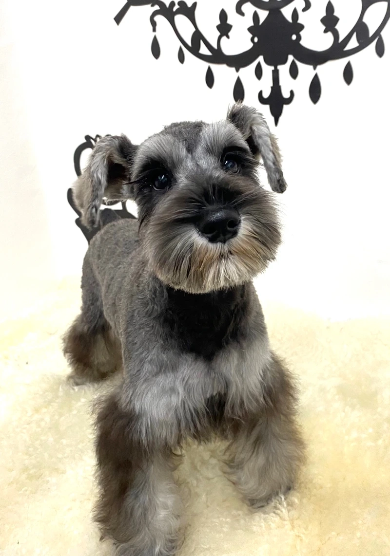 Màu muối tiêu cực nổi bật của chó Schnauzer màu muối tiêu
