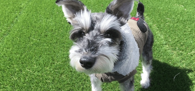 Ảnh đại diện xinh xắn từ avatar chó Schnauzer