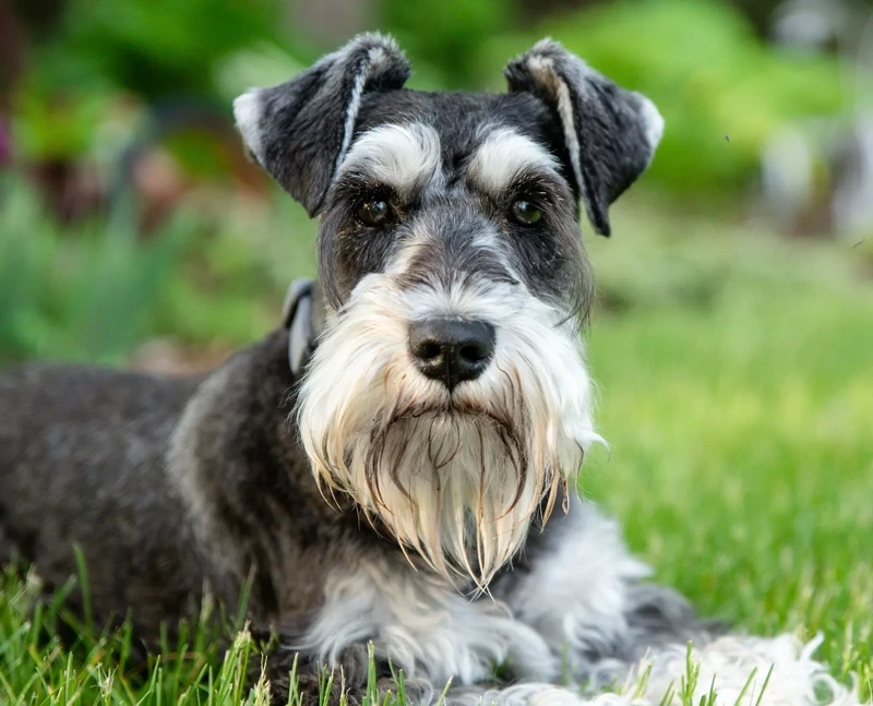 Hình nền nổi bật của hình nền chó Schnauzer