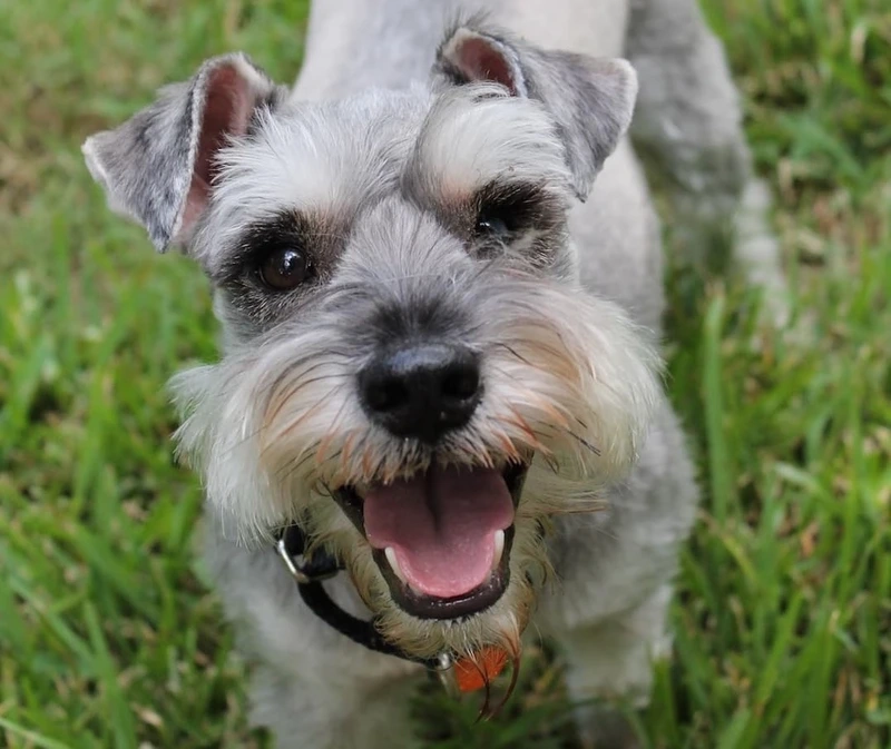 Đi dạo đầy năng lượng với chó Schnauzer đi dạo