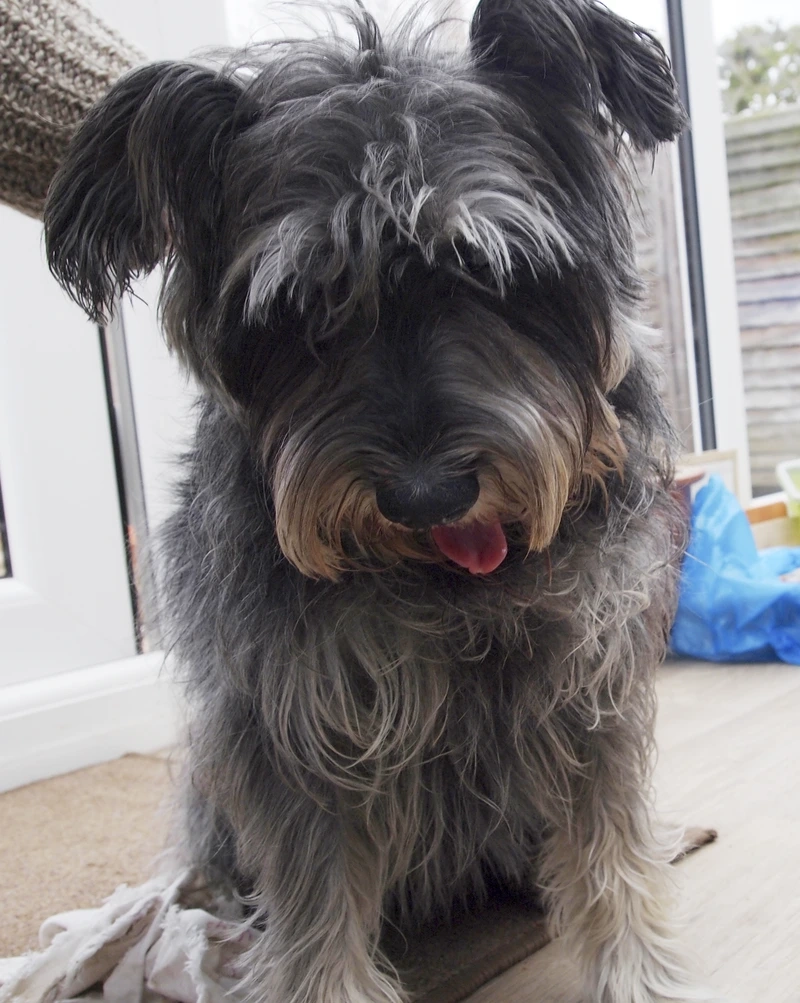 Thông minh lan tỏa ở chó Schnauzer thông minh