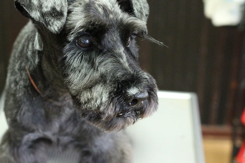 Trung thành tuyệt vời với chó Schnauzer trung thành